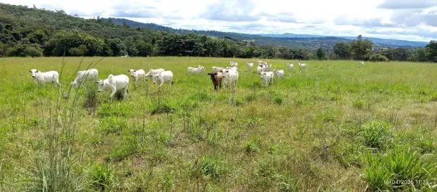 Fazenda/Sítio com 3 Quartos à venda, 5324000m² no , Rubiataba
