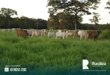Fazenda/Sítio à venda, 150m² no , Paraíso do Tocantins