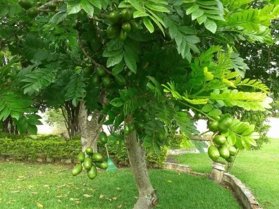 Fazenda/Sítio com 2 Quartos à venda, 155m² no Chácaras Planalto, Monte Mor