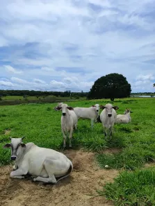 Fazenda/Sítio com 3 Quartos à venda, 1420000m² no , Macaíba