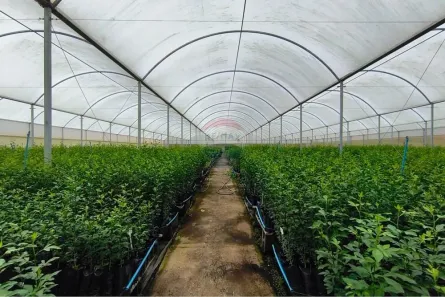 Fazenda/Sítio à venda, 26000m² no Estiva Gerbi, Estiva Gerbi