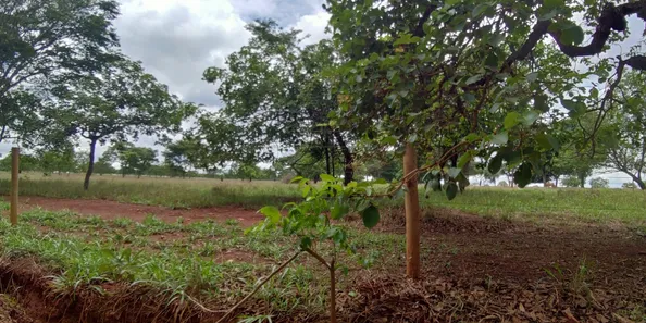 Lote/Terreno à venda, 20000m² no , Jequitibá