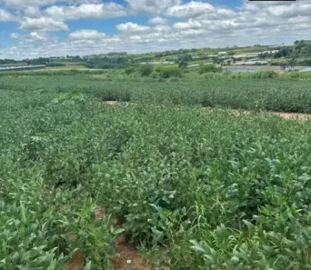 Lote/Terreno à venda, 25000m² no Jardim Del Alamo, Artur Nogueira