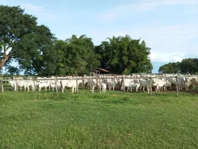 Fazenda/Sítio à venda, 329120000m² no Bom Jesus da Palma, Paranã