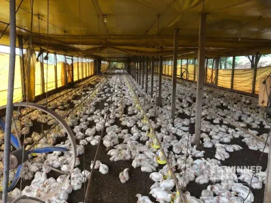 Fazenda/Sítio com 2 Quartos à venda, 48000m² no Conjunto Mutirao, Mandaguaçu