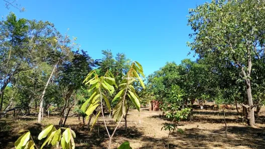 Fazenda/Sítio à venda, 62500m² no To-020, Aparecida do Rio Negro