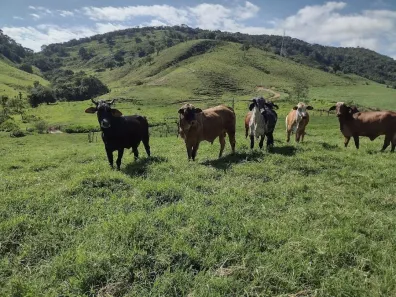 Fazenda/Sítio com 2 Quartos à venda, 100m² no Centro, Itamonte