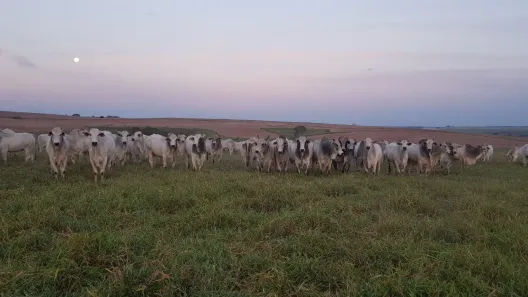 Fazenda/Sítio com 10 Quartos à venda, 1000m² no Centro, Pompéia