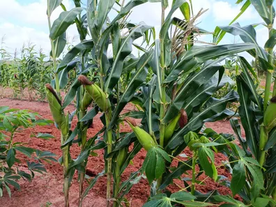 Fazenda/Sítio com 3 Quartos à venda, 25000m² no Centro, Touros