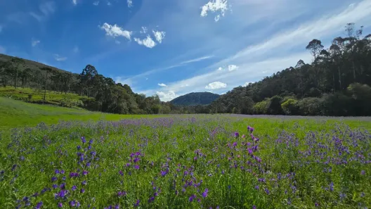 Fazenda/Sítio à venda, 73000m² no , Rio Rufino