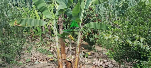 Fazenda/Sítio com 2 Quartos à venda, 2400m² no Bairro dos Pires, Limeira