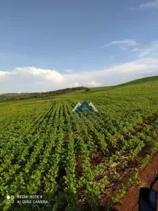 Fazenda/Sítio à venda, 1258400m² no Alvorada do Sul, Alvorada do Sul
