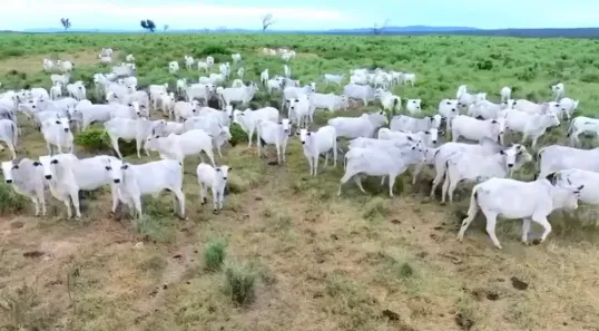 Fazenda/Sítio com 5 Quartos à venda, 1286m² no , Paraíso do Tocantins