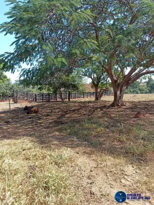 Fazenda/Sítio com 3 Quartos à venda, 50m² no Setor Central, Jaupaci