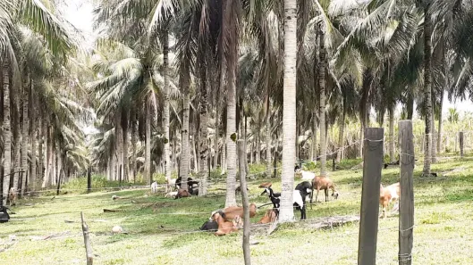 Fazenda/Sítio à venda, 10360000m² no , Manaus