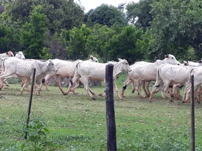 Lote/Terreno à venda, 20000m² no Jequitibá, Jequitibá