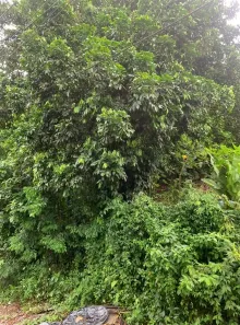 Lote/Terreno à venda, 525m² no Mangaratiba, Mangaratiba