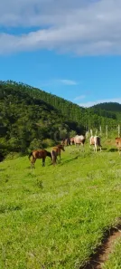 Fazenda/Sítio com 3 Quartos à venda, 230m² no Centro, Lagoinha