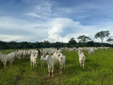 Fazenda/Sítio com 3 Quartos à venda, 220m² no Zona Rural, Campos Belos