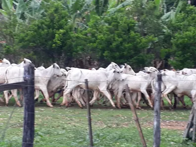 Lote/Terreno à venda, 20000m² no Zona Rural, Paraopeba