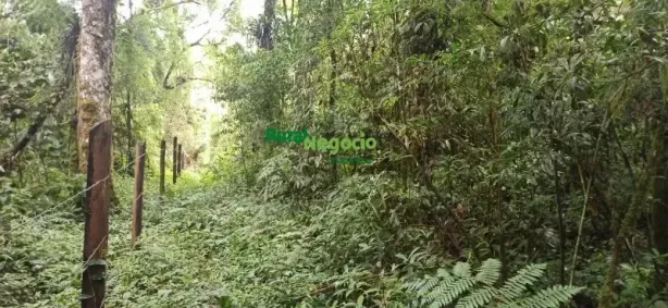 Fazenda/Sítio à venda, 254100m² no Centro, Cunha