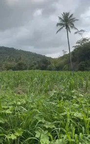 Fazenda/Sítio com 3 Quartos à venda, 55000m² no , Pombos