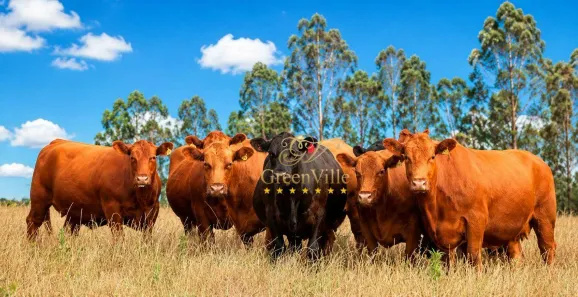 Fazenda/Sítio com 3 Quartos à venda, 4719000m² no Centro, Lapa