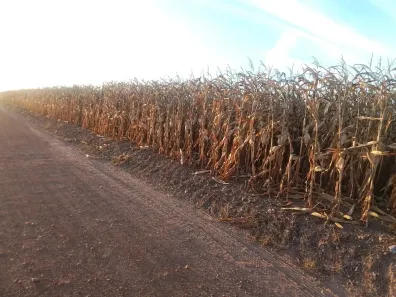Fazenda/Sítio com 5 Quartos à venda, 350m² no Vale do Araguaia, Paraíso do Tocantins