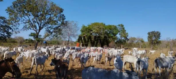 Fazenda/Sítio à venda, 11567600m² no , Lagoa do Tocantins