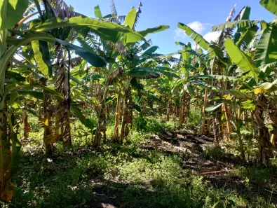 Fazenda/Sítio com 2 Quartos à venda, 237000m² no , Rio do Fogo