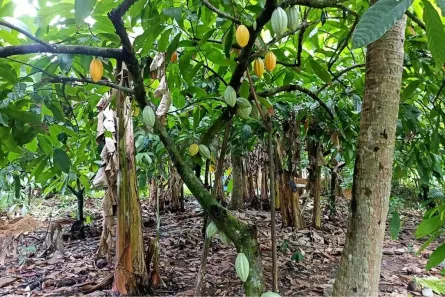 Fazenda/Sítio à venda, 20000m² no Novo Prado, Itamaraju