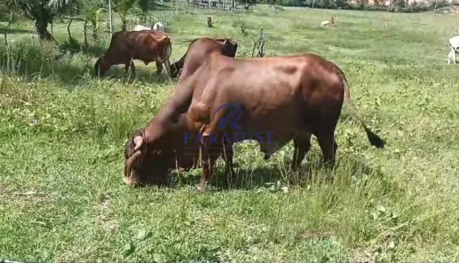 Fazenda/Sítio à venda, 46m² no , Araçás