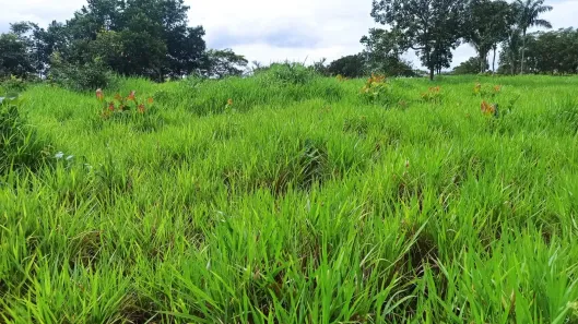 Fazenda/Sítio com 3 Quartos à venda, 300000000m² no Centro (Taquaralto), Palmas