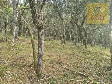 Lote/Terreno à venda, 7000m² no Centro, Campo Largo