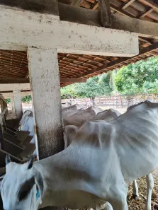 Fazenda/Sítio com 5 Quartos à venda, 580000m² no , Ceará-Mirim
