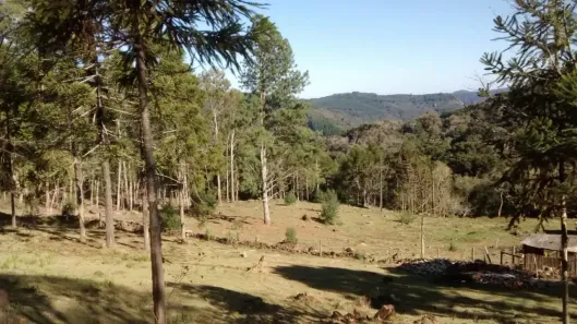 Lote/Terreno à venda, 30000m² no , Canela