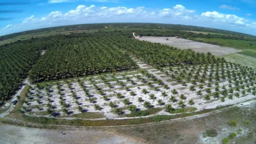 Fazenda/Sítio com 1 Quarto à venda, 80000m² no , São José de Mipibu