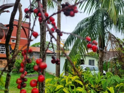 Lote/Terreno à venda, 787m² no Campeche, Florianópolis