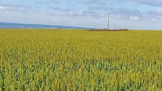 Fazenda/Sítio com 5 Quartos à venda, 146m² no Centro, Campo Alegre de Goiás