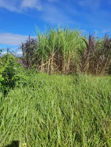 Fazenda/Sítio com 3 Quartos à venda, 270000m² no , Macaíba
