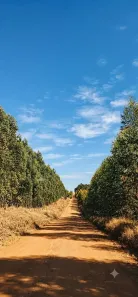 Lote/Terreno à venda, 1500m² no Carafá, Votorantim