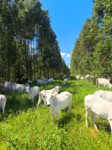 Fazenda/Sítio à venda, 758000m² no , João Pinheiro