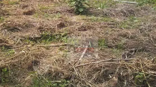 Lote/Terreno à venda, 150m² no Jardim da Balsa I, Americana