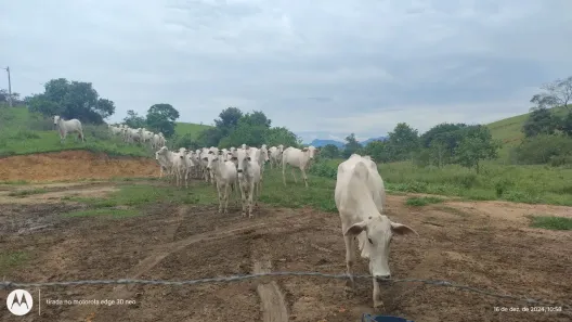 Fazenda/Sítio com 4 Quartos à venda, 100000000m² no Cidade Beira Mar, Rio das Ostras