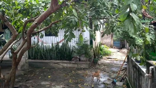 Casa com 5 Quartos à venda, 650m² no Nossa Senhora do O, Ipojuca
