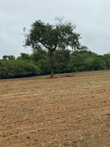Fazenda/Sítio com 12 Quartos à venda, 160000m² no Centro, Patrocínio