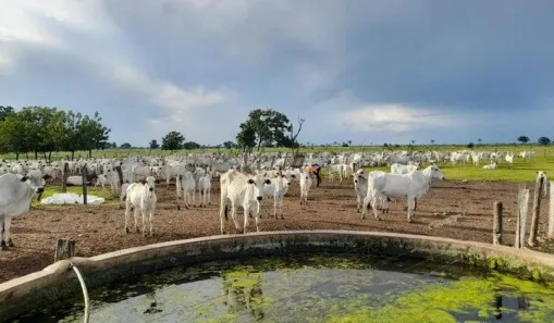 com 1 Quarto à venda, 7300m² no , Carinhanha