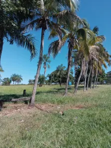 Fazenda/Sítio com 2 Quartos à venda, 169m² no , Varjão
