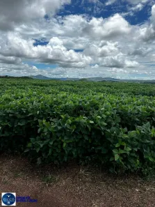 Fazenda/Sítio com 3 Quartos à venda, 37m² no Joaquim Cardoso, Itapuranga