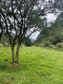 Fazenda/Sítio com 1 Quarto à venda, 10000m² no , Urubici